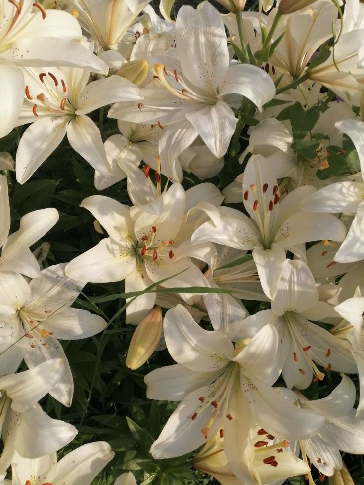 Белая лилия