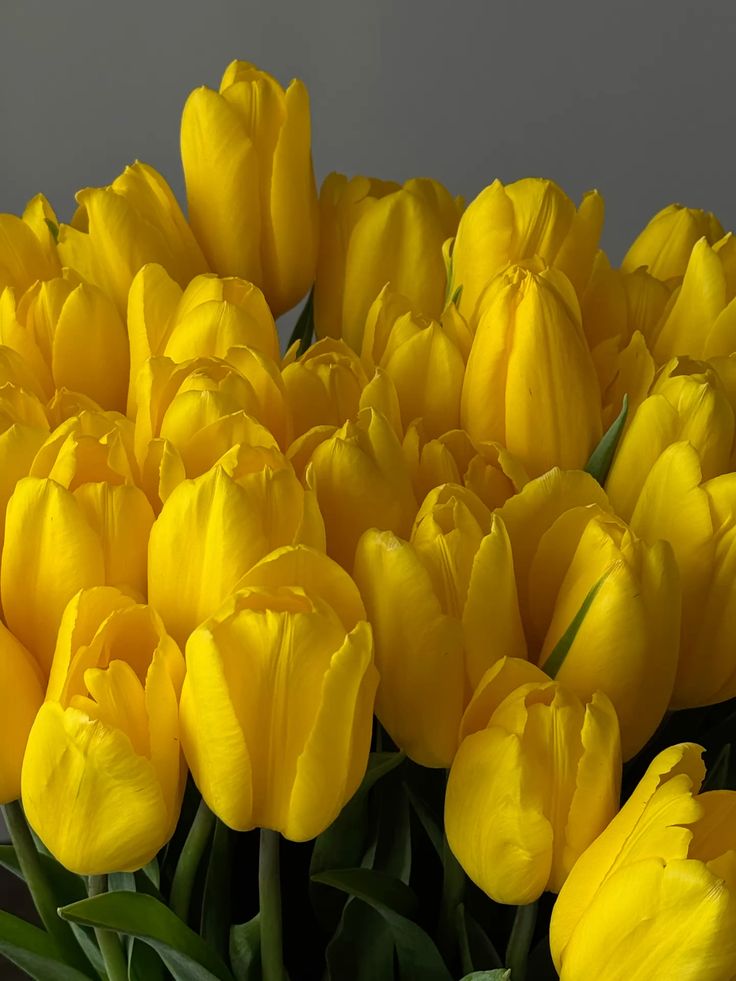 Желтый тюльпан